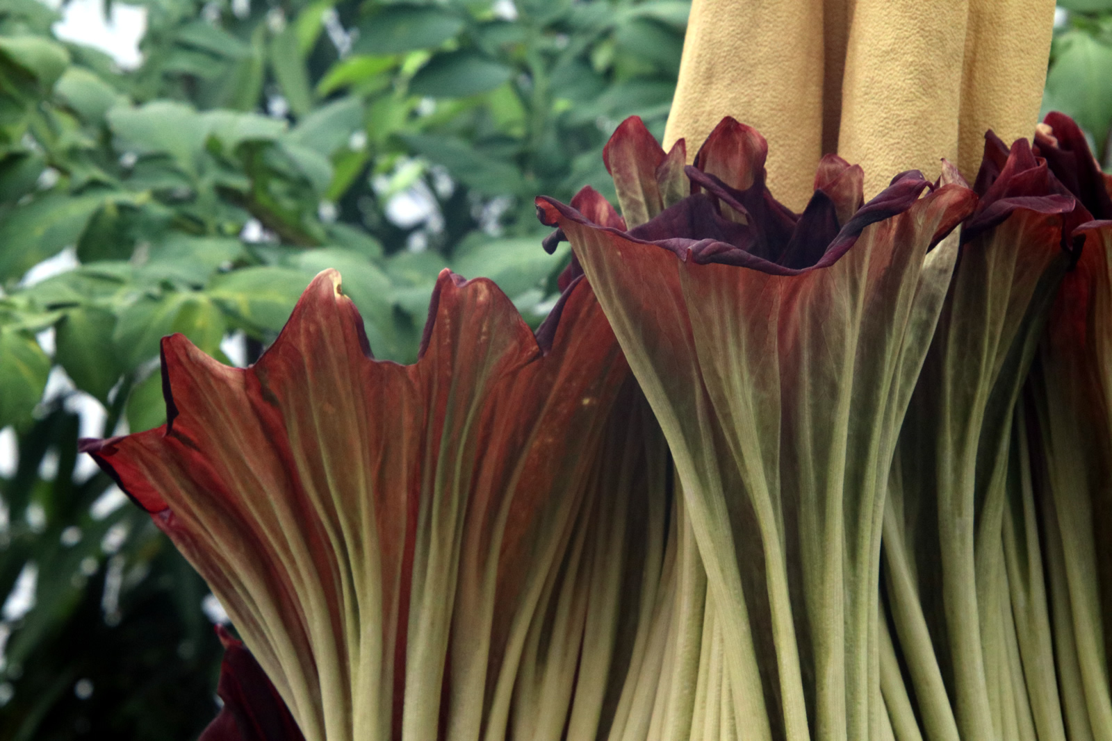 2018 02 06 CorpseFlower 2168